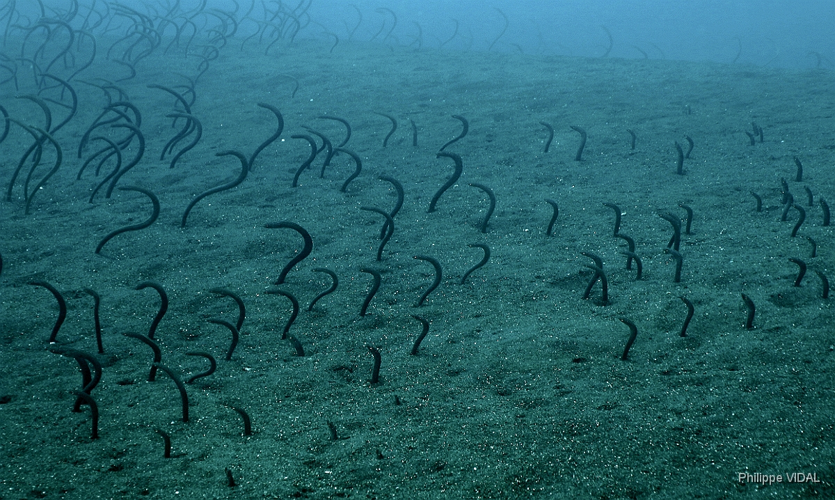 Bali 2016 - Barnes garden eel - Gorgasia bamesi - IMG_5897_rc.jpg